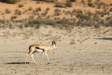 Springbok (Antidorcus marsupialis) in the Kalahari (Kgalagadi)  