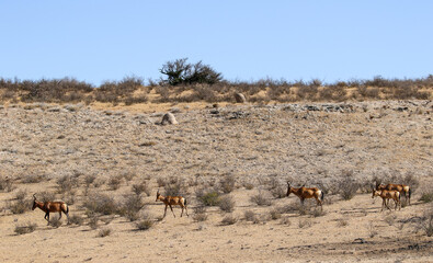 Fototapeta na wymiar Red Hartebeest in the Kalahari (Kgalagadi), Northern Cape, South Africa