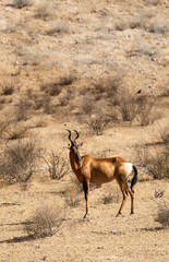 Red Hartebeest in the Kalahari (Kgalagadi), Northern Cape, South Africa