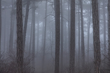 trees in the mist