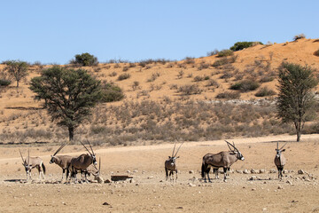 Fototapeta na wymiar Gemsbok or Oryx in the Kalahari 