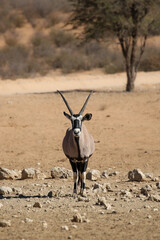 Gemsbok or Oryx in the Kalahari 