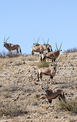 Gemsbok or Oryx in the Kalahari 