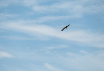 The Eurasian griffon vulture flying high in the sky over small istrian town of Brsec, Croatia