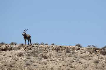 Gemsbok or Oryx in the Kalahari 