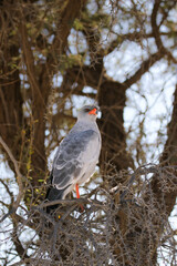 Pale Chanting Goshawk in the Kalahari 