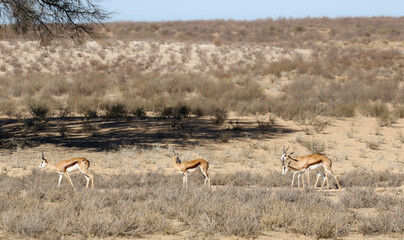 Fototapeta na wymiar Springbok (Antidorcus marsupialis) in the Kalahari (Kgalagadi) 