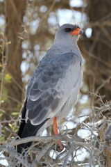 Pale Chanting Goshawk in the Kalahari 