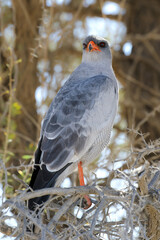 Pale Chanting Goshawk in the Kalahari 