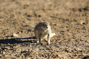 Cape Ground Squirrel in the Kalahari 