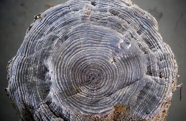 Annual rings on the remains of wooden piles preserved with common salt in the Kuyalnik estuary - obrazy, fototapety, plakaty