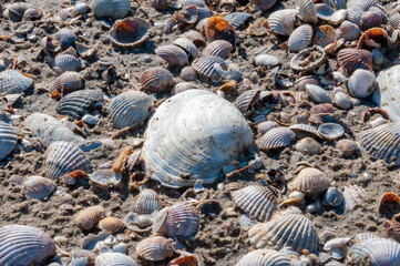 Shells of the clam Mya arenaria on the shore. Tiligul Liman, Odessa region