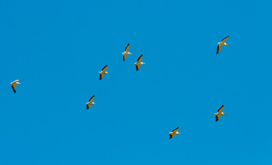A flock of white pelicans circle high in the sky