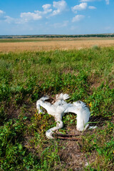 Dead pink pelican on the bank of the estuary, crashed on the wires of power lines, Ukraine