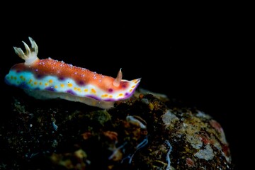 nudibranch on the substraight