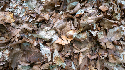 large amount of dry leaves on the ground in the woods