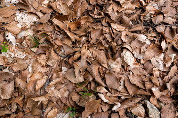 large amount of dry leaves on the ground in the woods