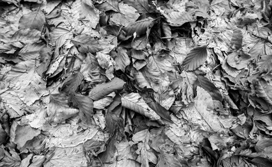 large amount of dry leaves on the ground in the woods