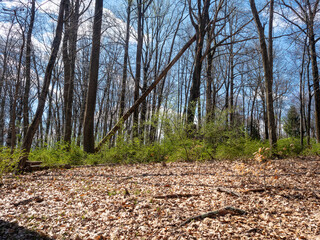 in the forest in the state park in spring