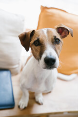 Dog portrait sitting on wooden bench with yellow and blue pillows at the background. Lovely Jack Russell terrier face looking at the camera. Vertical composition