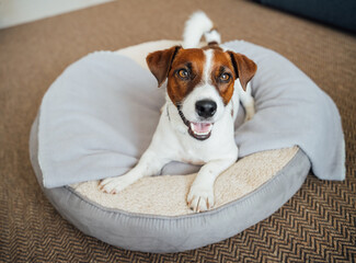 Happy smiling Jack Russell terrier dog enjoying stylish round pet bed.  with grey blanket. Modern Home with pet 