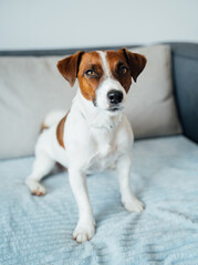 Cute young dog Jack Russell terrier sitting on blue blanket on sofa in Livingroom. Vertical composition modern home with pet