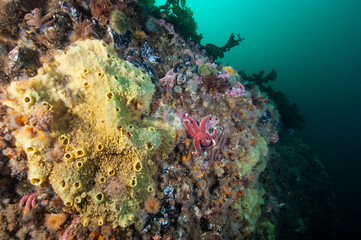 Fototapeta na wymiar Warty Sponge underwater in the St. Lawrence River