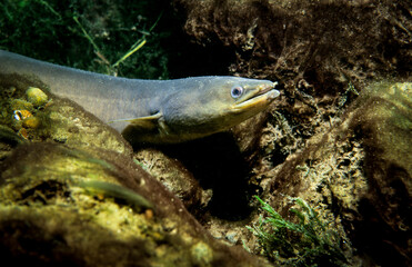 American eel underwater in the St. Lawrence River. - obrazy, fototapety, plakaty