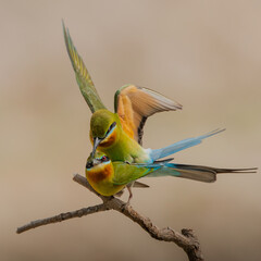 THE MATING MOMENT OF A BLUE TAILED BEE- EATER COUPLE. 