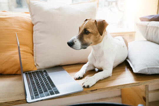 Serious dog using laptop working remotely online. Lying on wooden bench near the window with orange and beige pillows. Sunny daylight