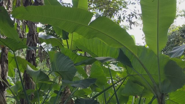 Green leaves from plants that grow wild. Become a nest for various types of birds and insects to find food and breed. Located on vacant land close to water sources such as ponds