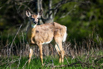 White-tailed deer in a national park in Canada.