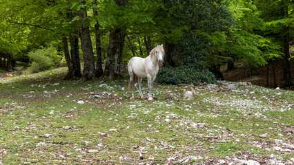 beautiful white horse photographed in the countryside at the edge of the woods