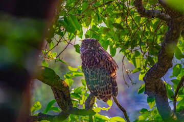 Portrait of a Brown Fish Owl