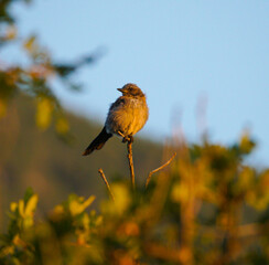 scrub jay