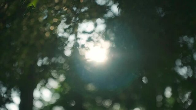 緑の葉の間から観える日を浴びる