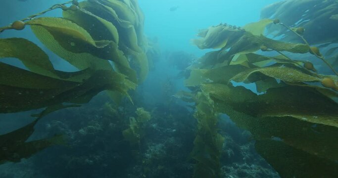 Giant brown kelp flowing in current.