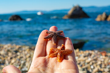 starfish on the beach