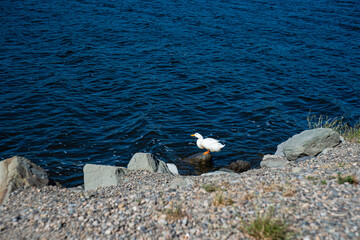 White duck bird on the lake