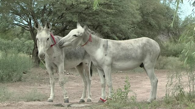 Two Donkeys Tied with a Chain Around their Necks Standing Together in a Field.  