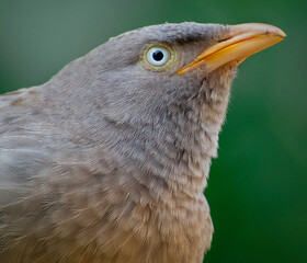 close up of a bird