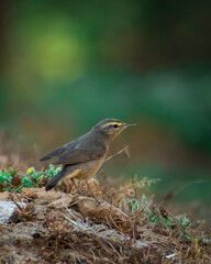 Bird on a branch