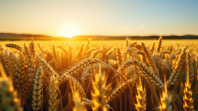 wheat field at sunset