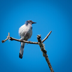 blue jay on a branch