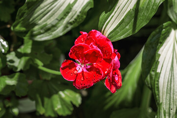In summer, geraniums with red flowers bloom in the garden. Flowering geranium bushes with red flowers and green leaves. Beautiful geranium. Summer flowers.