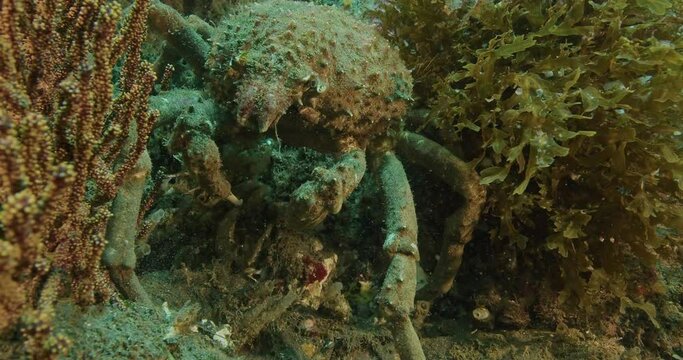 Sheep crab close up.