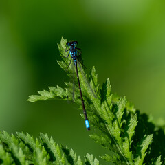 dragonfly on a leaf