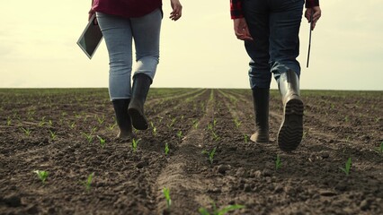 rubber boots dust, corn field, farm business teamwork, sprout fresh harvest field summer, group...