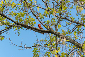 A Cardinal Perched In A Tree In Spring