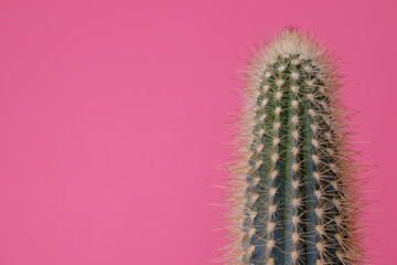 Green Cactus on pink background. Cactus with large thorns closeup.